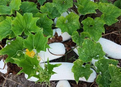 您種植過(guò)“堆堆瓜”嗎？看一看，地上全是瓜！一睹芳容