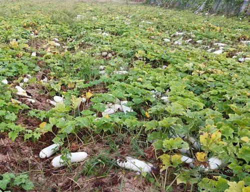 您種植過(guò)“堆堆瓜”嗎？看一看，地上全是瓜！一睹芳容