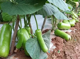 蔬菜種子種植戶客戶點(diǎn)評(píng)-浙江菜農(nóng)種植的鼎牌瓠瓜喜獲豐收，又賣上了好價(jià)錢!