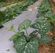 蔬菜種子種植戶客戶點(diǎn)評(píng)-無(wú)需噴農(nóng)藥的蔬菜，栽培簡(jiǎn)單、效益高！