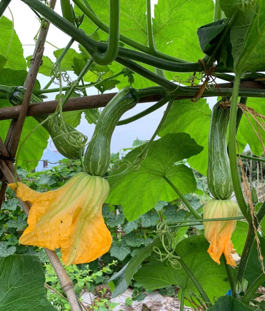 3元1斤的健美蜜本南瓜快成熟了，緬甸種植戶發(fā)來圖片與視頻