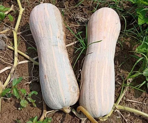 生吃都好吃南瓜新品種，沒有大肚子，肉質(zhì)更密致，農(nóng)戶試種下