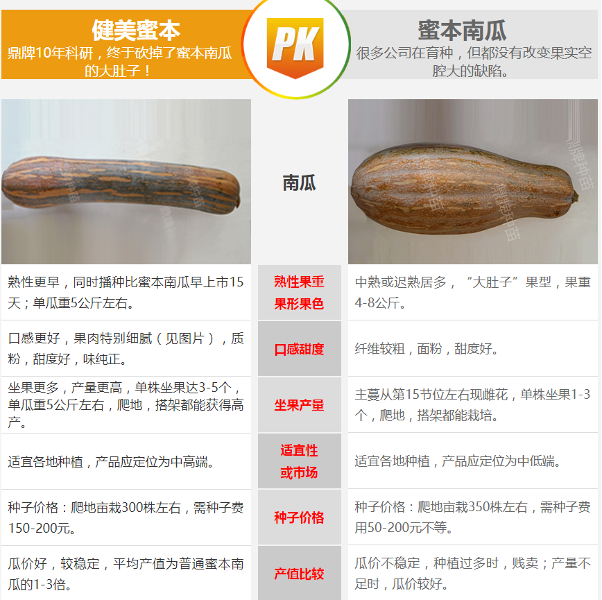 生吃都好吃南瓜新品種，沒有大肚子，肉質(zhì)更密致，農(nóng)戶試種下