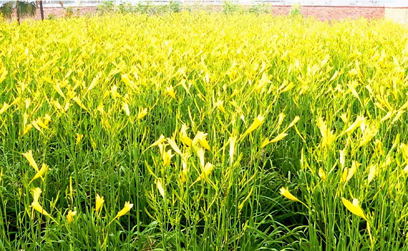 一斤接近20塊，原來它才是最火的國民蔬菜！全國都適種