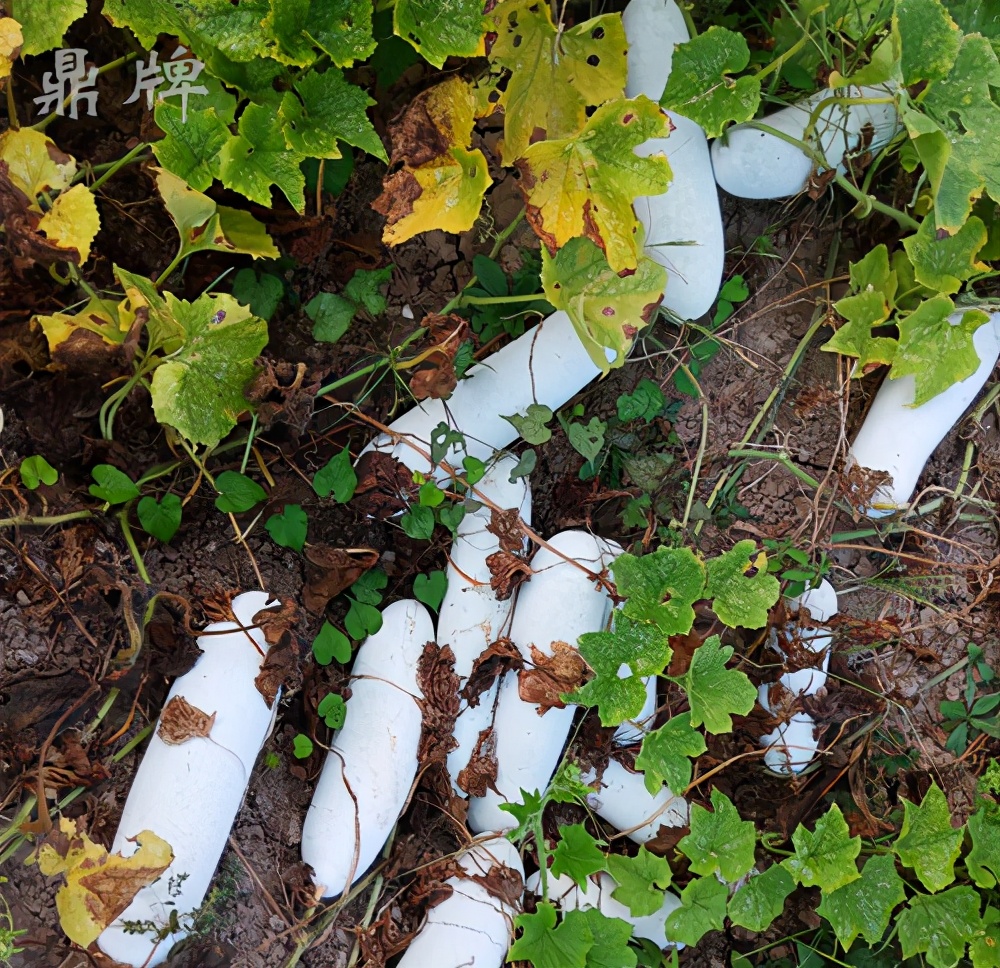 畝產(chǎn)值可達(dá)3萬(wàn)元的冬瓜終上市，21年科研沉淀成就它