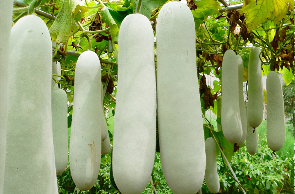 畝產(chǎn)值可達(dá)3萬(wàn)元的冬瓜終上市，21年科研沉淀成就它