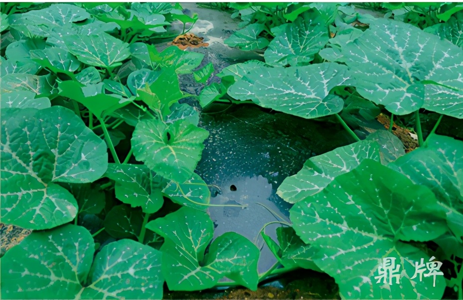 種這種綠葉菜，栽培輕松，畝產(chǎn)值過萬(wàn)元，菜農(nóng)表示很劃算