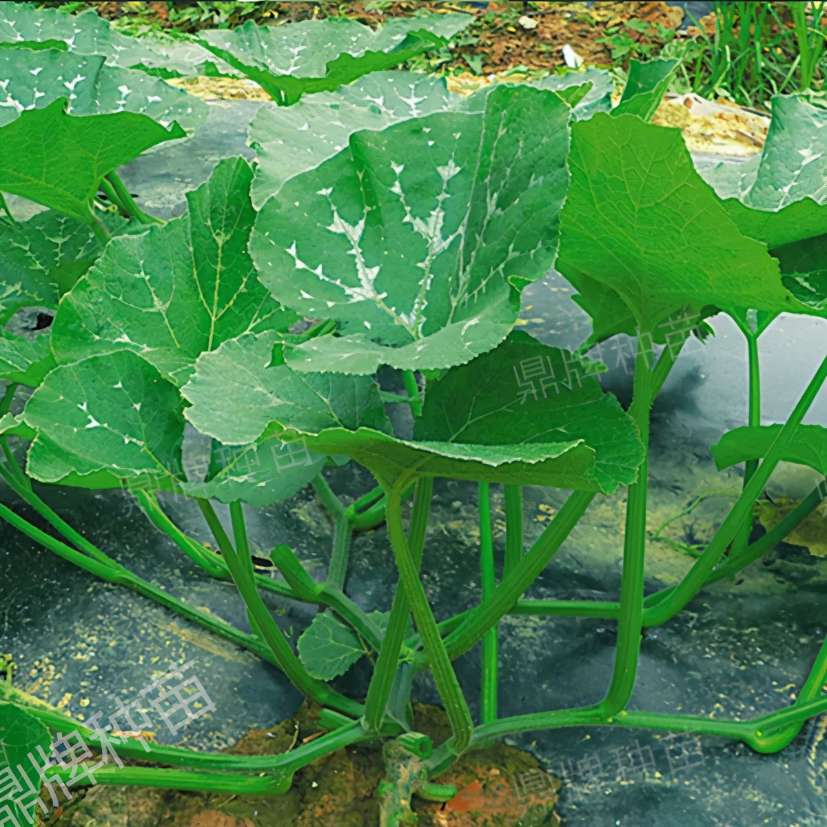 種這種綠葉菜，栽培輕松，畝產(chǎn)值過萬(wàn)元，菜農(nóng)表示很劃算