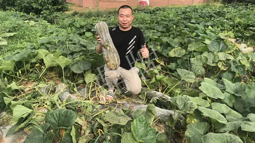 四川農(nóng)戶今年種“健美蜜本”南瓜產(chǎn)量高，品質(zhì)好，感覺巴適得很