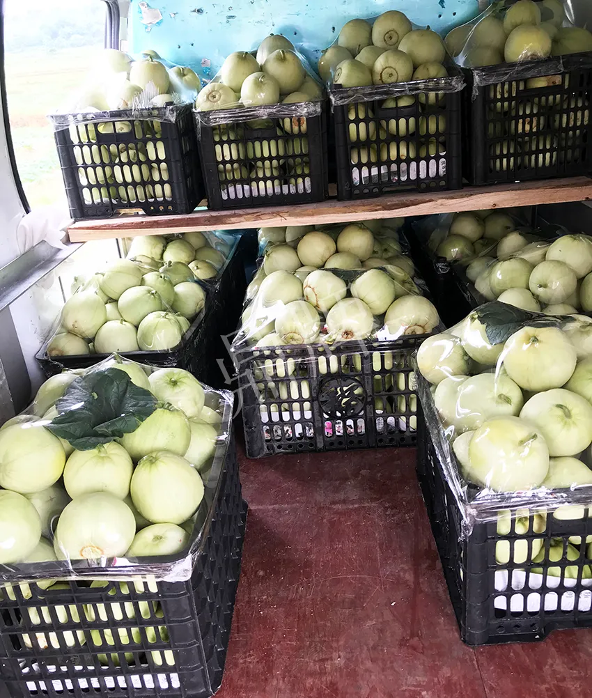 郴州農(nóng)戶種植新品種，果實又香又甜，很好賣