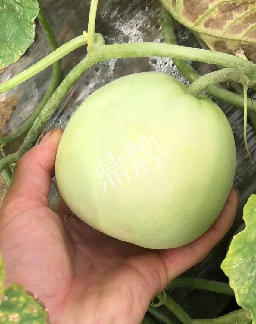 郴州農(nóng)戶種植新品種，果實又香又甜，很好賣