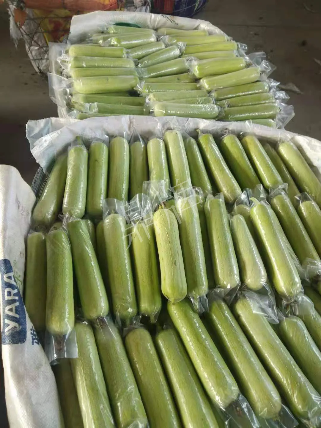 這個(gè)絲瓜每畝能掙3萬(wàn)，沒(méi)種植的農(nóng)戶(hù)后悔得拍大腿