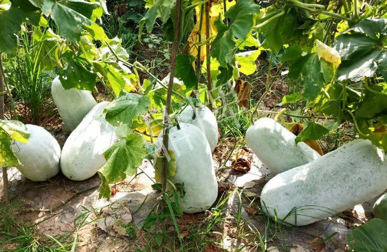 蔬菜種子種植戶客戶點評-驚訝！炎炎烈日下，小孩大聲喊：“大雪球！大雪球……”怎樣一回事？