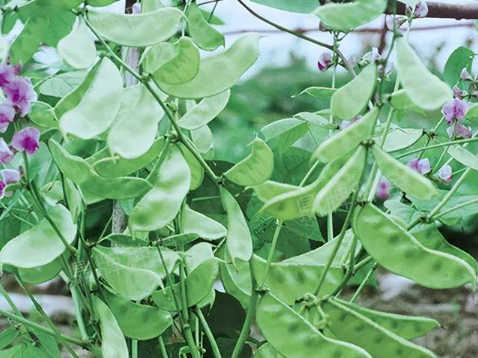 蔬菜種子種植戶客戶點(diǎn)評(píng)-鼎牌幫我度難關(guān)，決心助我大豐收！