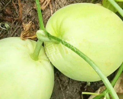 蔬菜種子種植戶客戶點(diǎn)評(píng)-我終于找到滿意的甜瓜品種了！