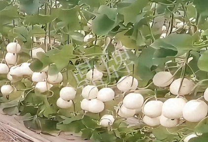蔬菜種子種植戶客戶點評-現(xiàn)在的瓜菜價格不好，但我種植的優(yōu)質(zhì)甜瓜還是有好的收入！