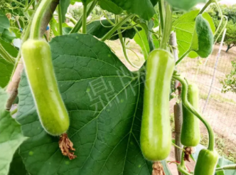 蔬菜種子種植戶(hù)客戶(hù)點(diǎn)評(píng)-科研人員發(fā)誓研究的一個(gè)抗高溫品種，您可能需要！