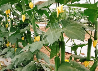 蔬菜種子種植戶(hù)客戶(hù)點(diǎn)評(píng)-一株結(jié)瓜30多個(gè)，價(jià)錢(qián)好，賺了！