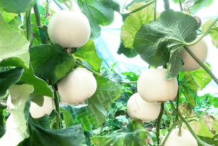 蔬菜種子種植戶(hù)客戶(hù)點(diǎn)評(píng)-丁老板說(shuō)：種植這個(gè)品種，獲得了滿(mǎn)意的收入，確實(shí)“爽歪歪”
