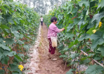 蔬菜種子種植戶(hù)客戶(hù)點(diǎn)評(píng)-85歲老奶奶，還是種植基地的領(lǐng)頭人，做的怎么樣？一起去看看…