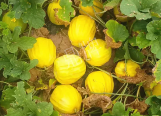蔬菜種子種植戶(hù)客戶(hù)點(diǎn)評(píng)-瓜農(nóng)說(shuō)：“還得是這個(gè)品種啊！”，什么品種讓種植戶(hù)如此感慨？